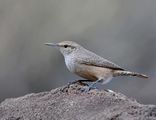 Rock wren ; comments:15