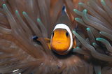 clownfish with anemone ; comments:26
