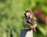 Passer domesticus ; comments:14