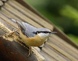  Горската зидарка (Sitta europaea) ; comments:12