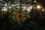 sunset in the woods ; comments:2