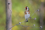 Goldfinch ; comments:18