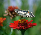 Papilio machaon - Голям полумесец ; comments:19