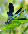 Calopteryx splendens - Beautiful Demoiselle ; comments:6