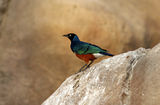 Superb Starling ; comments:13