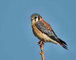 American Kestrel Falco sparverius ; comments:15
