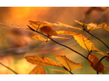 Златна есен ; Comments:21