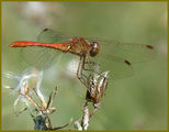 Жълтокрило червениче (Sympetrum flaveolum) ; comments:6