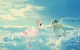 Flamingo dream ; comments:5