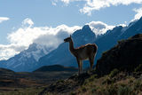 Мъжки гуанако, следящ за пуми. Torres del Paine ; Comments:18