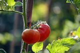 Тез червени домати... ; Comments:1