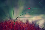 ladybird ; comments:99
