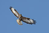 Buteo buteo ; comments:10