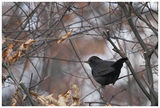 Черен кос (Turdus merula) ; comments:11