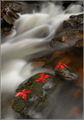 Червени водни лилии ; comments:6