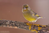 Зеленика (Carduelis chloris) Greenfinch ; comments:24