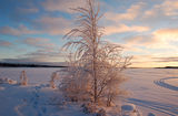 Baltic winter sun ; Коментари:9