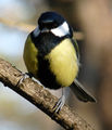 Parus major ; comments:8