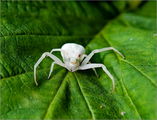 Misumena vatia ; comments:2