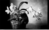 Петниста орхидея ; comments:5