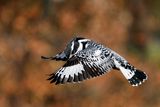 Pied Kingfisher ; comments:7