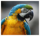 Blue and yellow Macaw ; comments:7