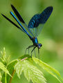 Поясно ромолниче (Calopteryx splendens) ; comments:15