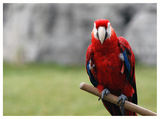 Macaw ; comments:6