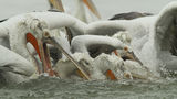 ловуващи къдроглави пеликани ; comments:12