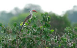  "Western Red-billed Hornbill " ; comments:5