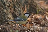 Parus major ; comments:8