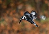 Pied Kingfisher ; comments:23