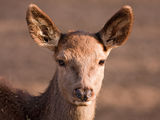 Roe Deer ; comments:6