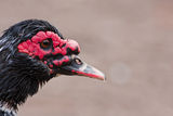 Muscovy Duck ; comments:1