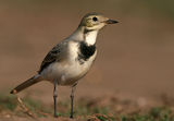 Бяла стърчиопашка (Motacilla alba) ; comments:10