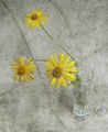 Слънчеви цветя ; comments:11