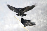 (Corvus corax) ; comments:5