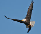 still life: eagle with a big fish ; comments:25