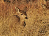 Mule deer, женската ; comments:10