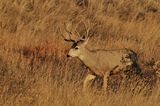 Mule deer buck ; comments:11