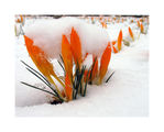 Candles in the snow ; comments:49