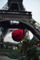 lovely little flower next to the Eiffel tower ; Comments:8