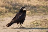 Посевна врана (Corvus frugilegus) ; comments:11