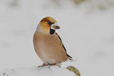 Hawfinch ; comments:18