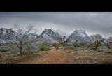 Bonnie Springs&#039; Joshua three field ; comments:26