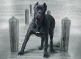 Cane Corso ; Коментари:17