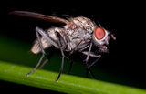 The Fly ; comments:15