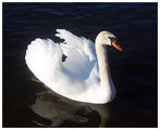 The white swan ; comments:3