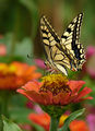 Papilio machaon - Голям полумесец, махаон ; Коментари:10