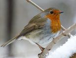 Червеношийка - Erithacus rubecula ; comments:15